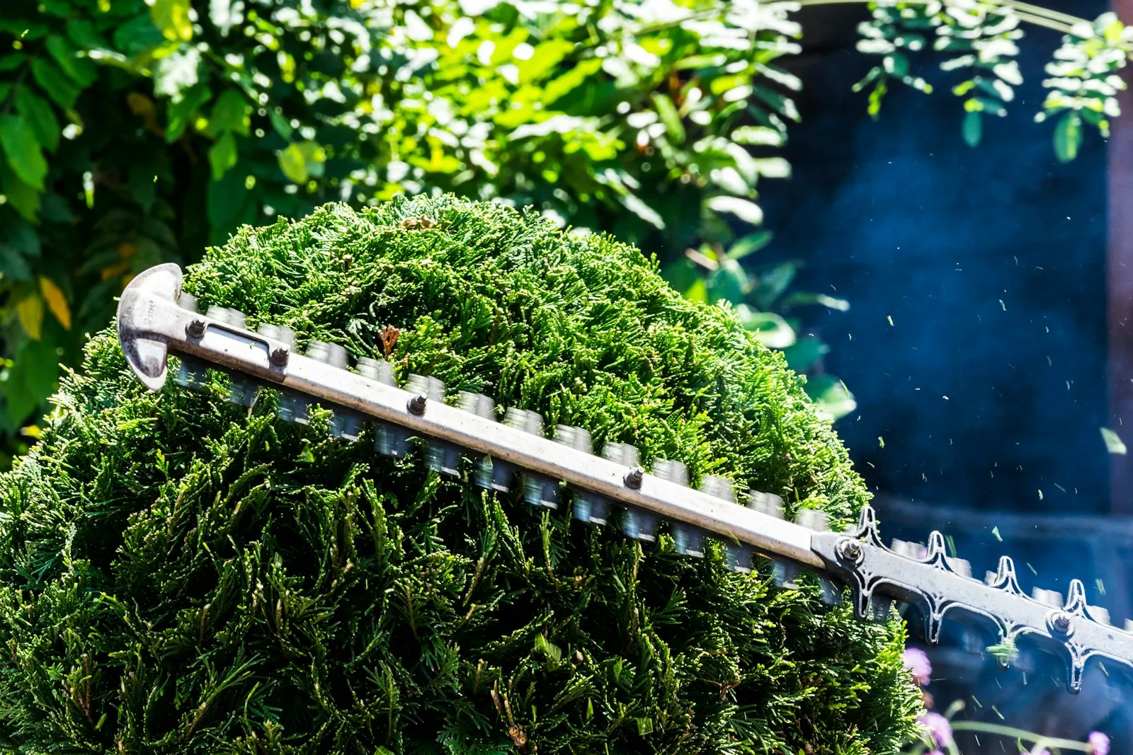 Gartenarbeiten in Lorsch: Heckenschnitt mit der Heckenschere